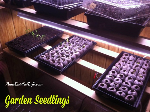 cheap way to grow seeds