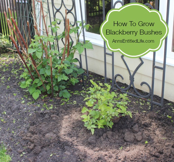 How To Grow Blackberry Bushes