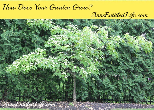 How Does Your Garden Grow?