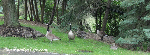 The Geese... They Are Everywhere!