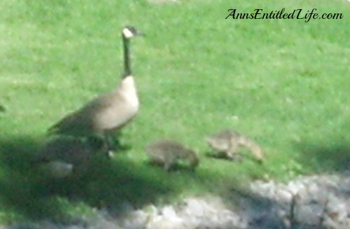 The Geese... They Are Everywhere!