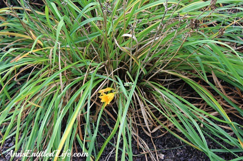 How Does Your Garden Grow?