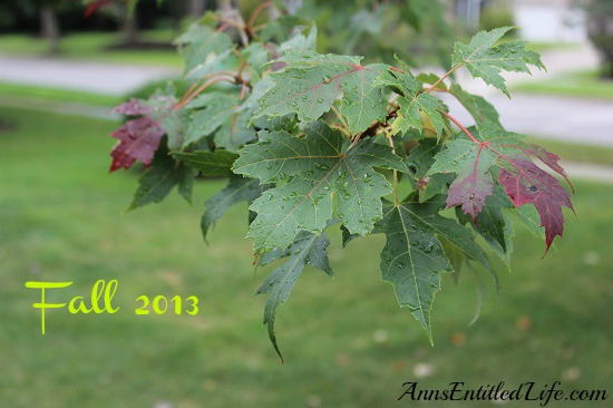 Autumn Leaves - New York State