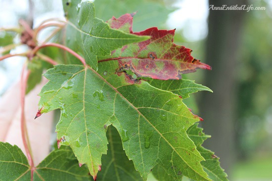 Autumn Leaves - New York State