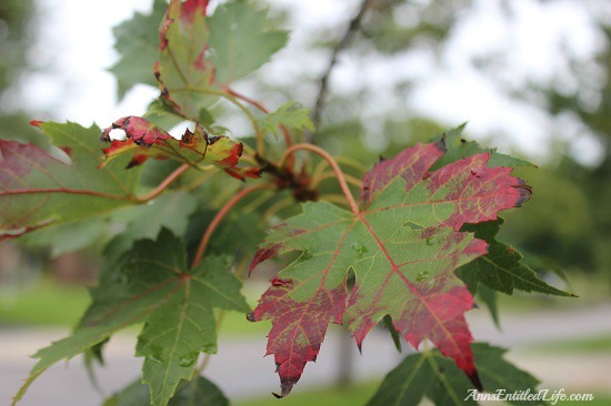 Autumn Leaves - New York State