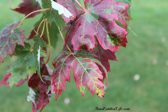 Autumn Leaves - New York State