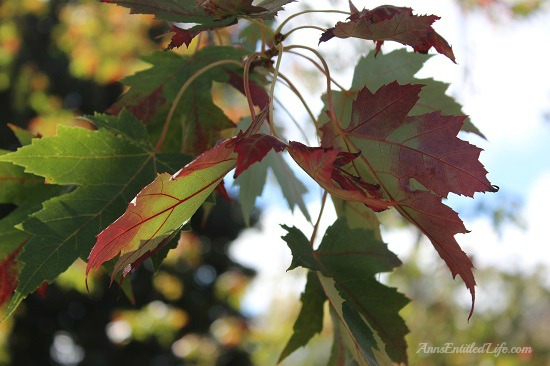 Autumn Leaves - New York State