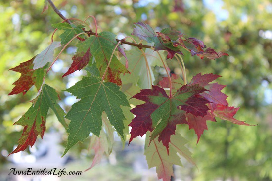 Autumn Leaves - New York State