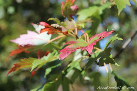 Autumn Leaves - New York State