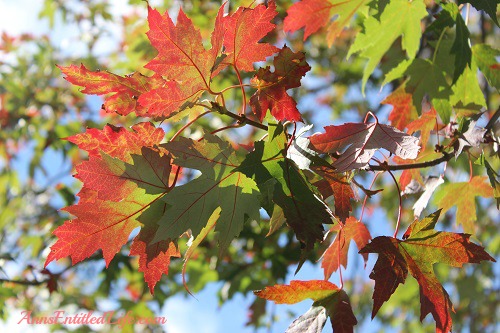 Autumn Leaves - New York State