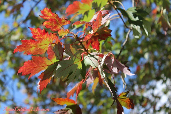 Autumn Leaves - New York State Autumn Leaves - New York State
