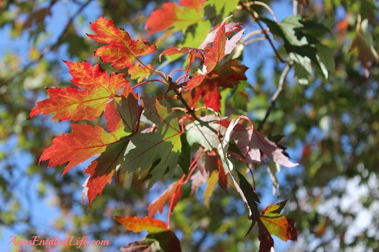 Autumn Leaves - New York State