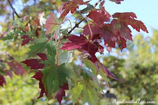 Autumn Leaves - New York State