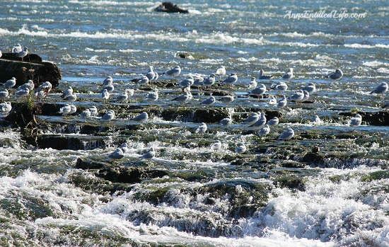 Niagara Falls, Goat Island and Three Sisters Islands