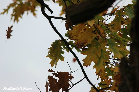 Letchworth State Park