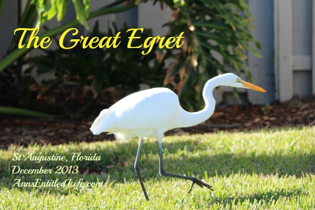 Great Egret