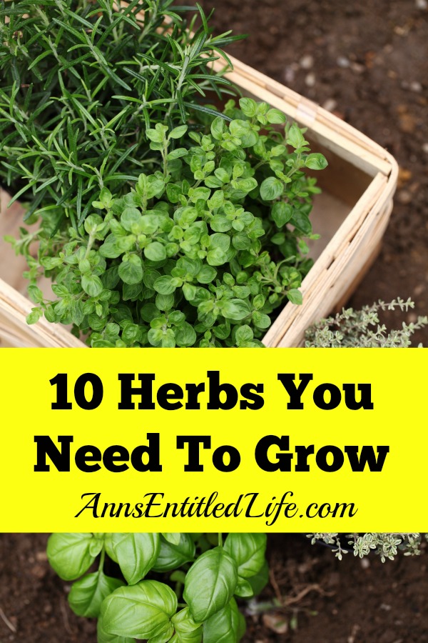 10 Herbs You Need To Grow. Fresh herbs have a long history of medicinal and culinary uses. And some herbs, have both properties. Depending on your goals, these 10 versatile herbs are ideal for most gardeners.