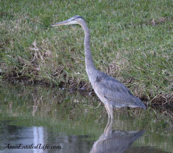 Birds of St Augustine