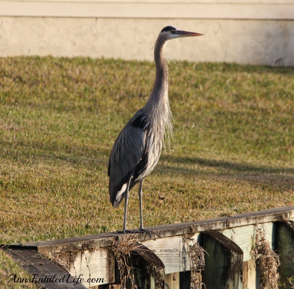 Birds of St Augustine