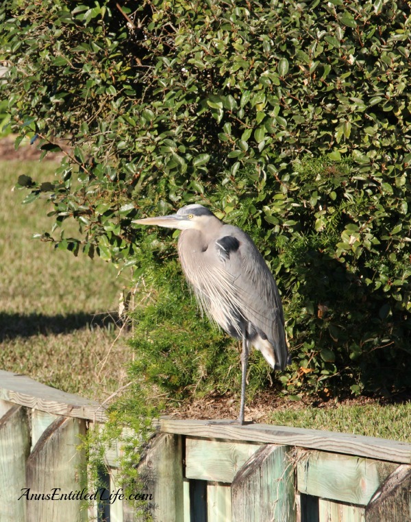 Birds of St Augustine