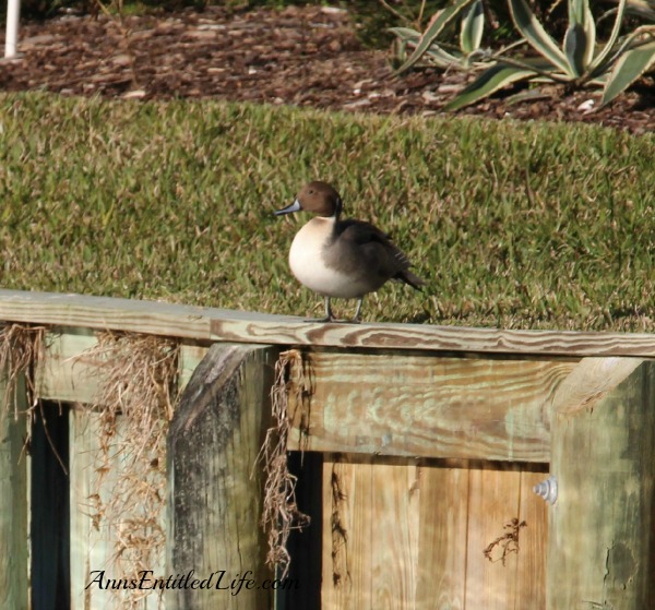 Birds of St Augustine