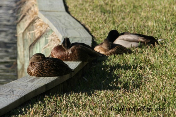 Birds of St Augustine