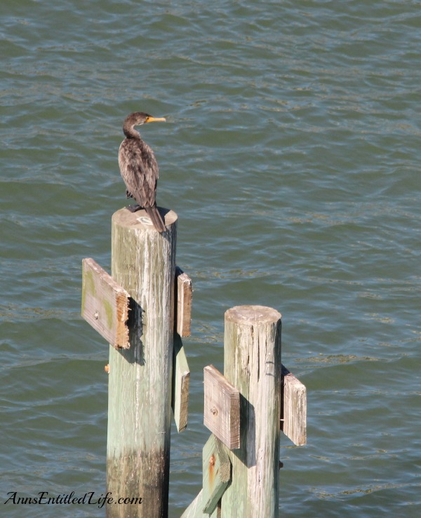 Birds of St Augustine