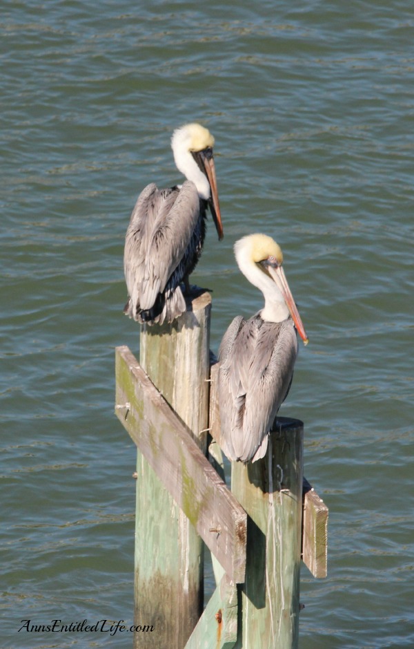 Birds of St Augustine