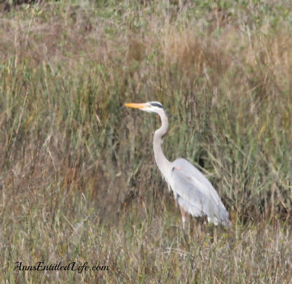 Birds of St Augustine