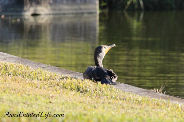 Birds of St Augustine