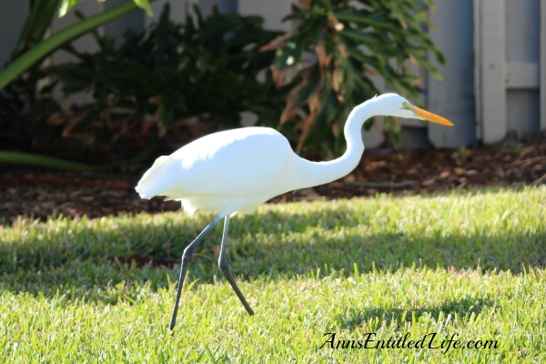 Birds of St Augustine