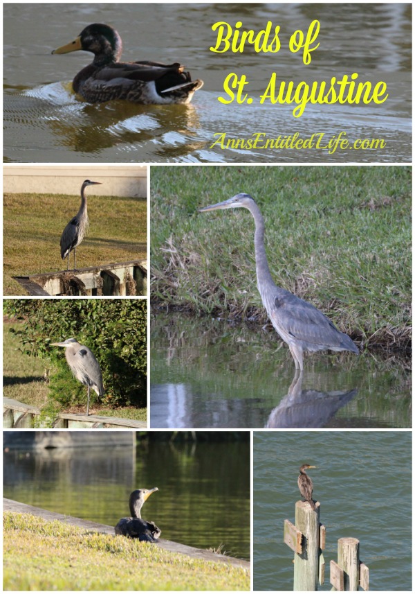 Birds of St Augustine