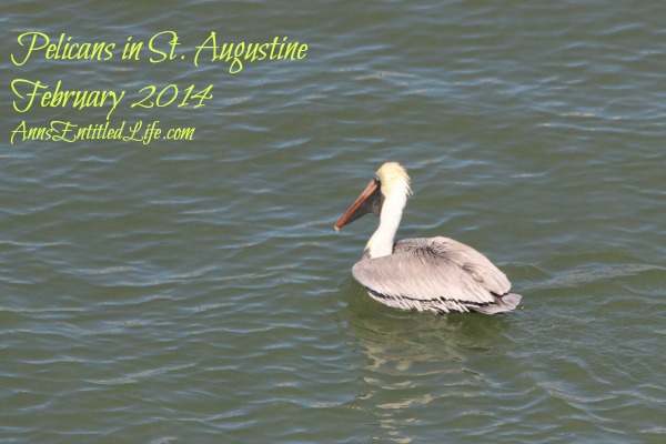 Pelicans in St. Augustine