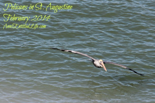 Pelicans in St. Augustine