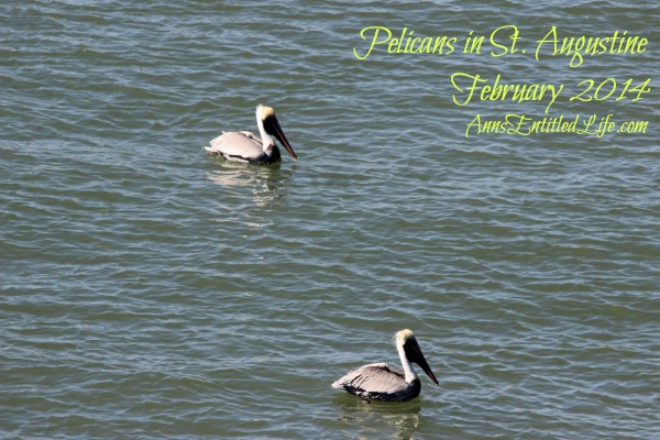 Pelicans in St. Augustine