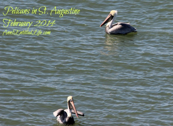 Pelicans in St. Augustine