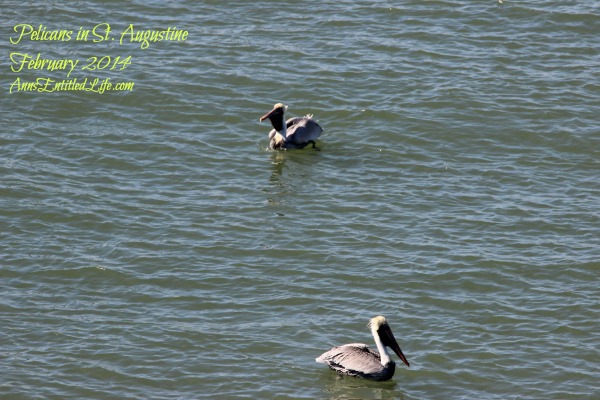 Pelicans in St. Augustine