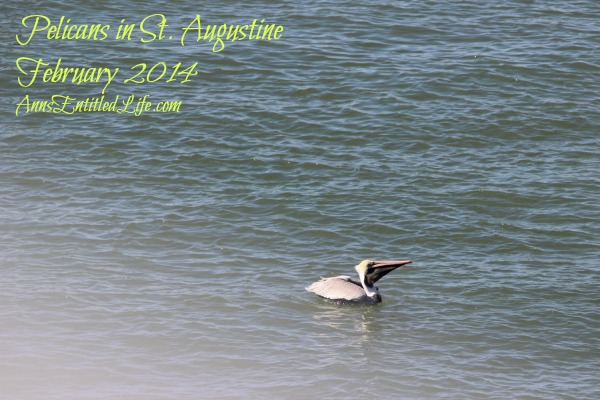 Pelicans in St. Augustine