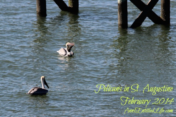 Pelicans in St. Augustine