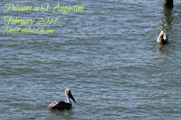 Pelicans in St. Augustine