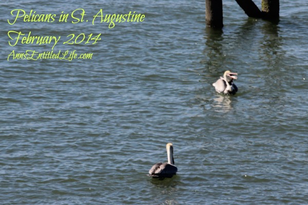 Pelicans in St. Augustine