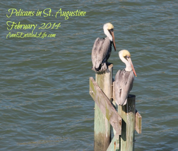 Pelicans in St. Augustine