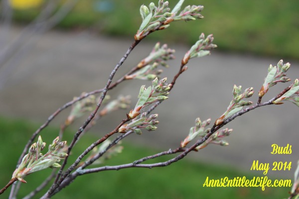 Spring Blooming - How Does Your Garden Grow?