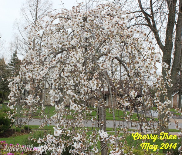 Spring Blooming - How Does Your Garden Grow?