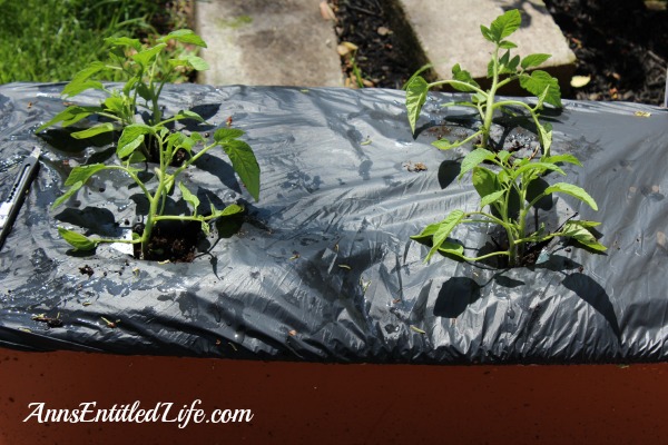 Earth Box Set-up - How Does Your Garden Grow?