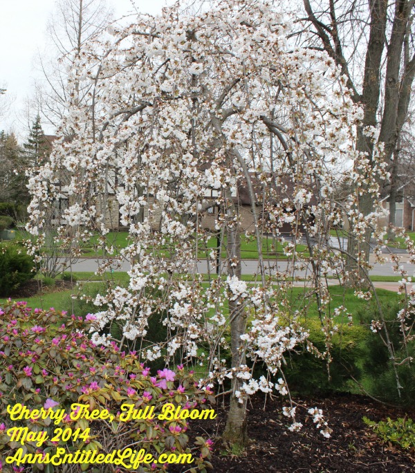 Spring Blooming - How Does Your Garden Grow?