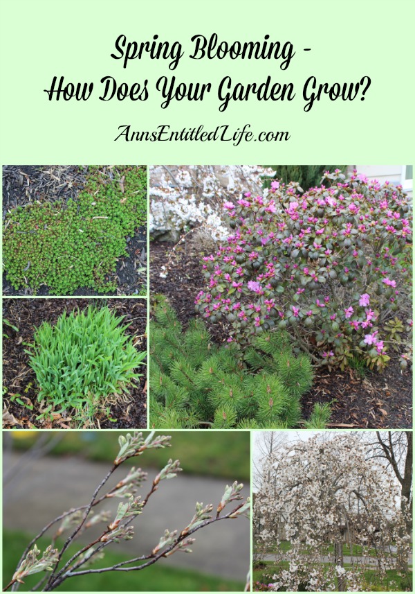 Spring Blooming - How Does Your Garden Grow?