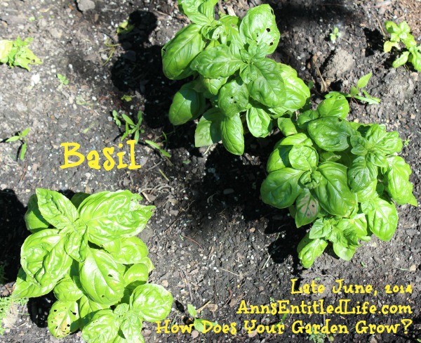 Basil