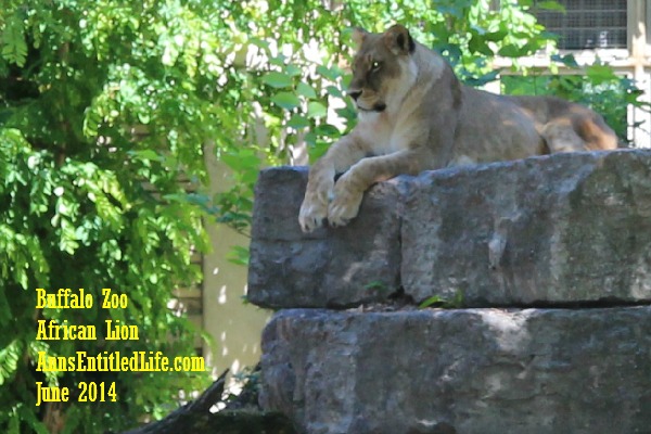 Buffalo Zoo African Lions