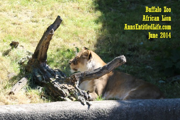 Buffalo Zoo African Lions